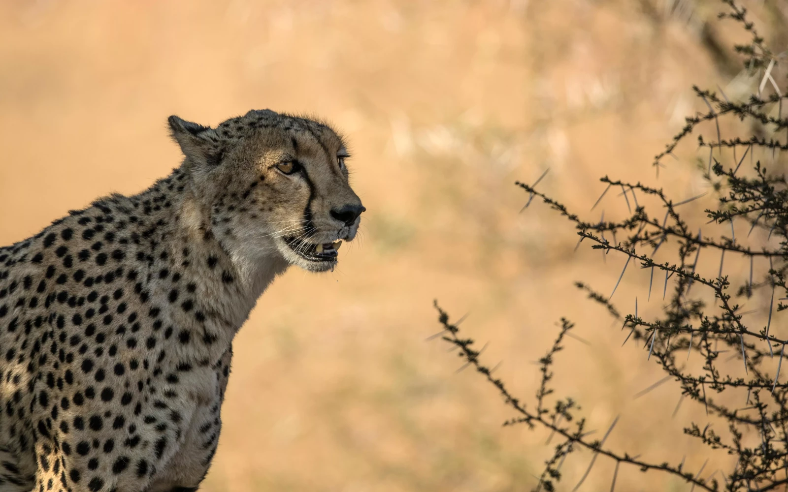 Guide Course in Kenya