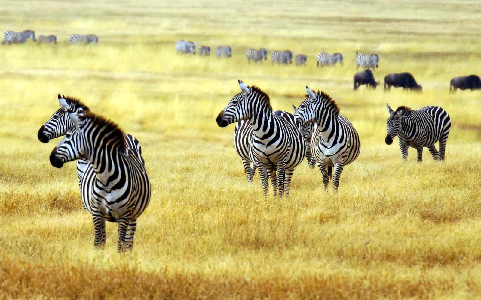 Guide Course in Kenya